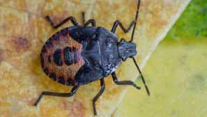 Tropical bedbugs napad na posteljo rusi!